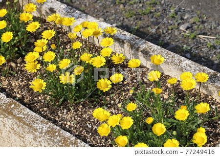 菊花多核在春季播種機中開花 77249416