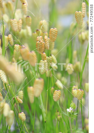 Greater quaking in the wind 77249588