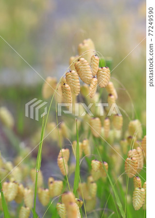 Greater quaking in the wind 77249590