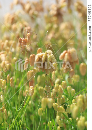 Greater quaking in the wind 77249591