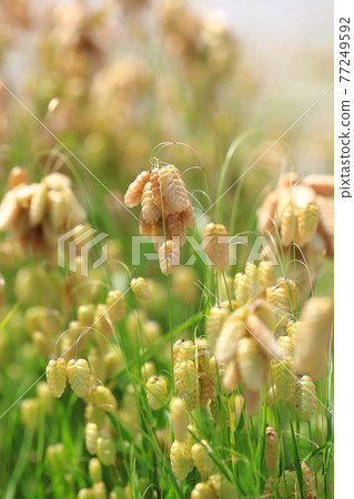 Greater quaking in the wind 77249592