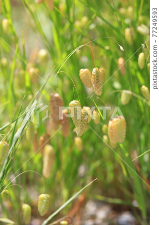 Greater quaking in the wind 77249593