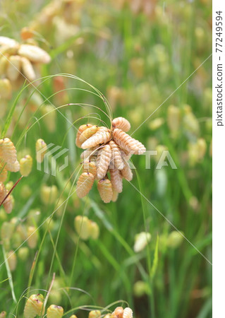 Greater quaking in the wind 77249594