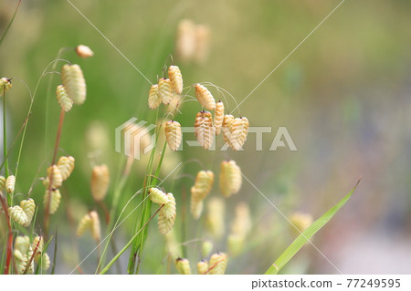 Greater quaking in the wind 77249595