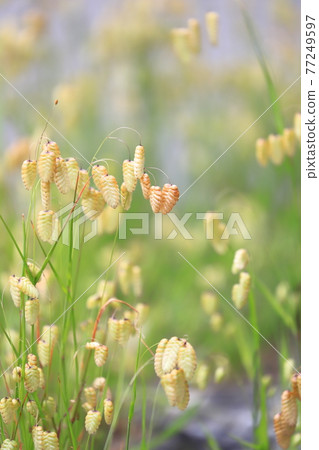 Greater quaking in the wind 77249597