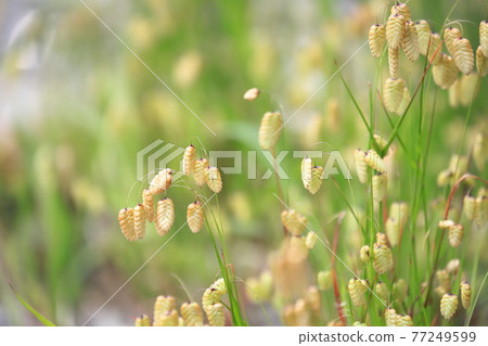 Greater quaking in the wind 77249599