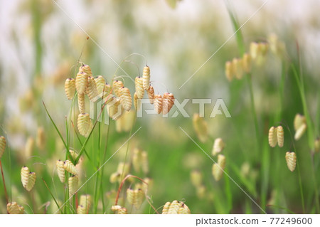 Greater quaking in the wind 77249600