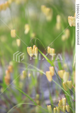 Greater quaking in the wind 77249601