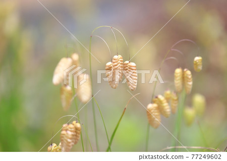 Greater quaking in the wind Greater quaking in the wind 77249602