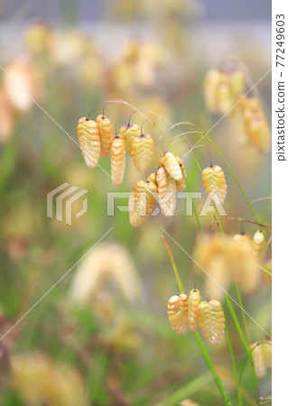 Greater quaking in the wind 77249603