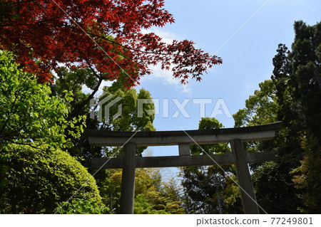 Iwashimizu Hachimangu Shrine 77249801