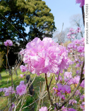 Genkai Tsutsuji from Koishikawa Botanical Garden 77249883