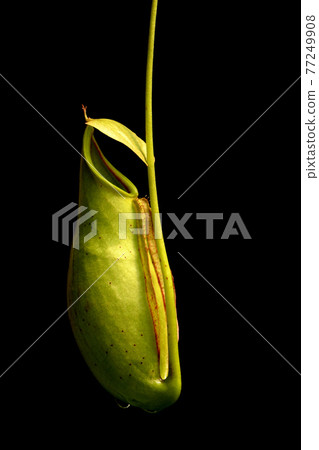 tropical pitcher plants 77249908