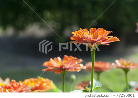 Close up photo of orange Zinnia flower in blossom Close up photo of orange Zinnia flower in blossom 77250001