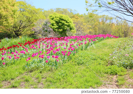 Spring park tulip flower garden Spring park tulip flower garden 77250080
