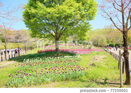 Spring park tulip flower garden 77250081