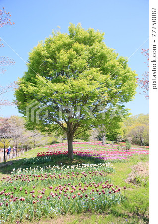 Spring park fresh green Spring park fresh green 77250082