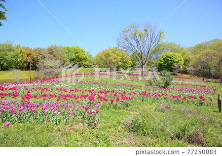 Spring park tulip flower garden 77250083