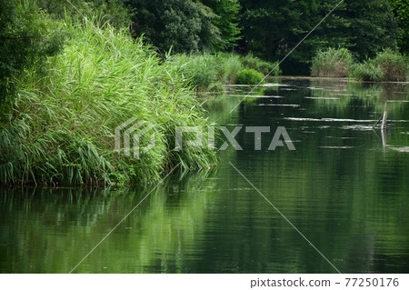 井之頭池:茂密的森林和橋樑 井之頭池:茂密的森林和橋樑 77250176
