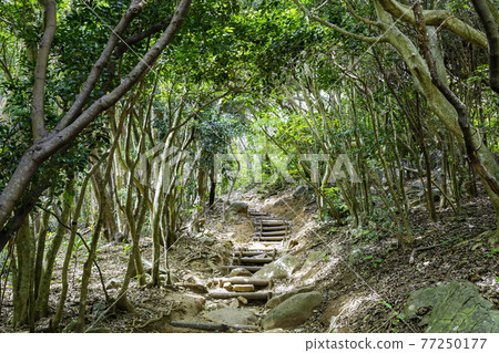 Forest tunnel where sunlight shines through Ikeshima City, Fukuoka Prefecture Daimon Park in Akutaya 77250177