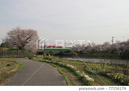 Spring Japan A view of the cherry blossoms blooming on the riverbed of the Motoara River in Saitama Prefecture and the electric locomotive running on the iron bridge 77250179