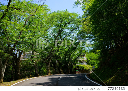 奈良奧山車道 / Shin Wakakusayama Course Fresh Green / Mikasa 3 77250183