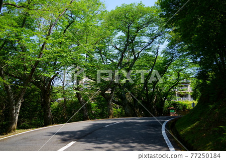 奈良奧山車道/新若草山路線Fresh Green/三笠4 奈良奧山車道/新若草山路線Fresh Green/三笠4 77250184