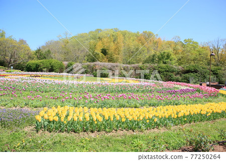 Spring park tulip flower garden Spring park tulip flower garden 77250264