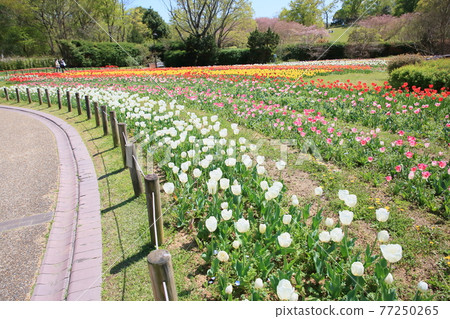 Spring park tulip flower garden Spring park tulip flower garden 77250265