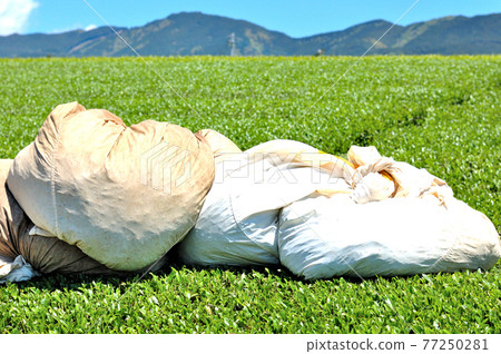 Tea picking bag Tea picking bag 77250281