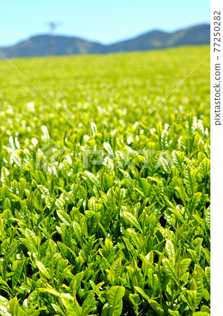Scenery of tea plantation in Matsuno, Shizuoka City Scenery of tea plantation in Matsuno, Shizuoka City 77250282