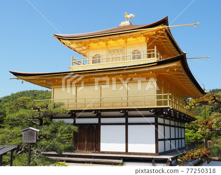 更換茅草屋頂後的春天金閣寺 更換茅草屋頂後的春天金閣寺 77250318