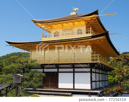 更換茅草屋頂後的春天金閣寺 更換茅草屋頂後的春天金閣寺 77250319