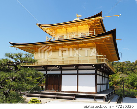 更換茅草屋頂後的春天金閣寺 更換茅草屋頂後的春天金閣寺 77250320