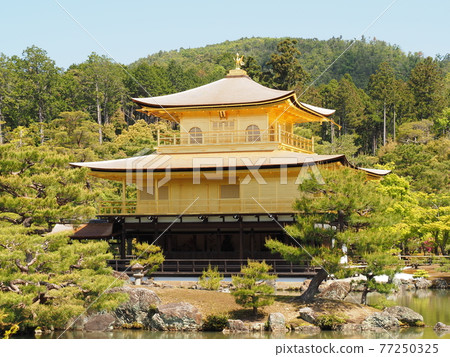 更換茅草屋頂後的春天金閣寺 更換茅草屋頂後的春天金閣寺 77250325