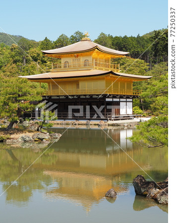 更換茅草屋頂後的春天金閣寺 更換茅草屋頂後的春天金閣寺 77250337