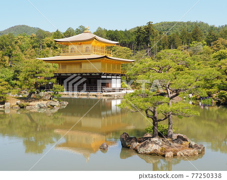 更換茅草屋頂後的春天金閣寺 更換茅草屋頂後的春天金閣寺 77250338
