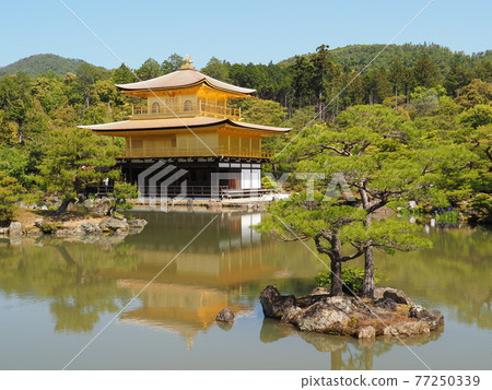 更換茅草屋頂後的春天金閣寺 更換茅草屋頂後的春天金閣寺 77250339