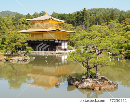 更換茅草屋頂後的春天金閣寺 更換茅草屋頂後的春天金閣寺 77250351