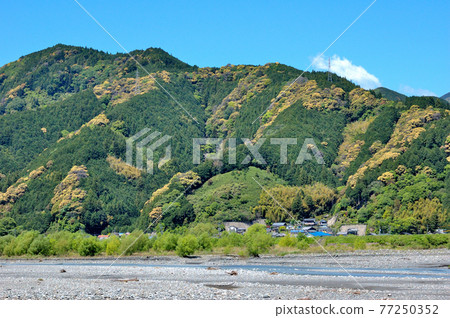 靜岡市郊安倍川的流淌與里山的風景 靜岡市郊安倍川的流淌與里山的風景 77250352