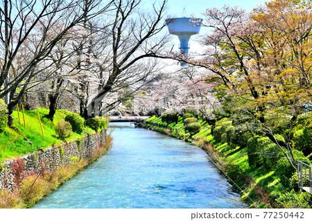 玉川渡槽/羽村取水堰（東京羽村市）[2020.4] 77250442