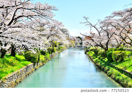 Tamagawa Aqueduct / Hamura Intake Weir (Hamura City, Tokyo) [2020.4] 77250523