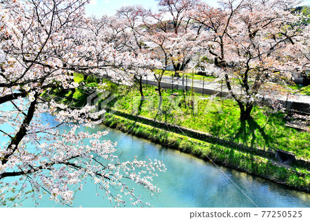 Tamagawa Aqueduct / Hamura Intake Weir (Hamura City, Tokyo) [2020.4] 77250525