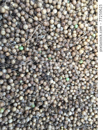 Pakchi (Coriander) seeds 77250625