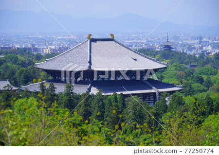 Great Buddha Hall at Todaiji Temple in May 8 77250774