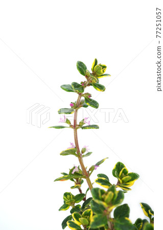 金檸檬時間 金檸檬時間 77251057