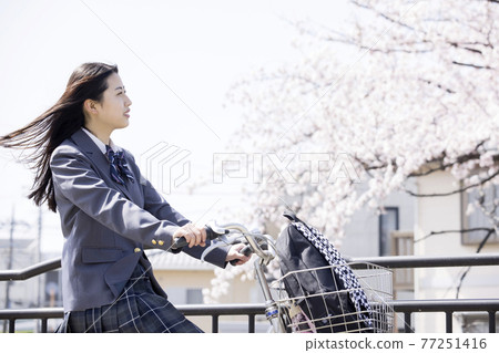 A high school girl who goes to school by bicycle while watching the cherry blossoms 77251416