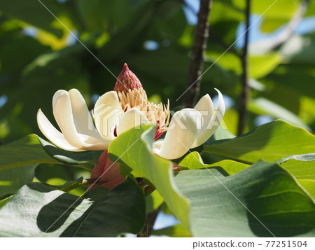柏花 柏花 77251504