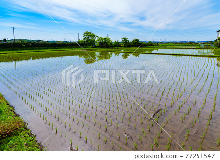 田園風光 水稻種植 水稻種植鄉村 [初夏水稻種植後的稻田] 77251547