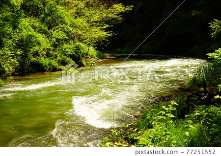 Fresh green of Kakusenkei 77251552